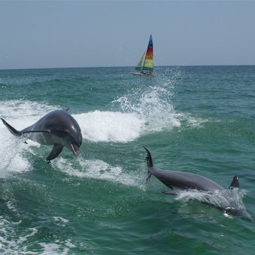 Dolphin and Whale Watching